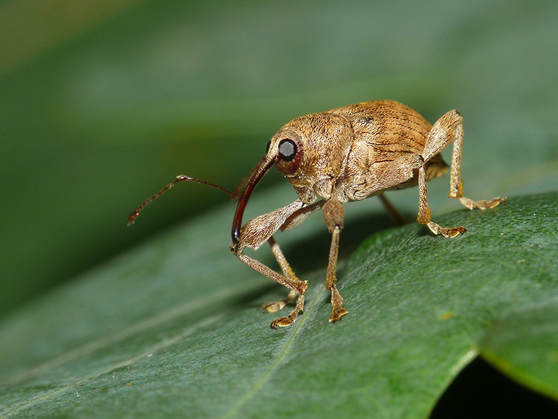 Curculionidae: Curculio elephas (cfr.), maschio